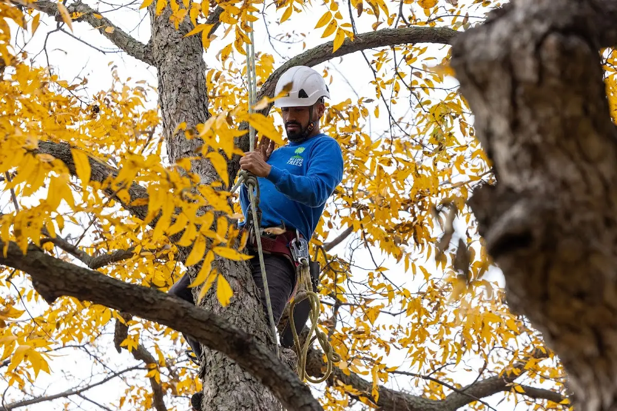 Skilled Tree Transplanting crew working in Thayer